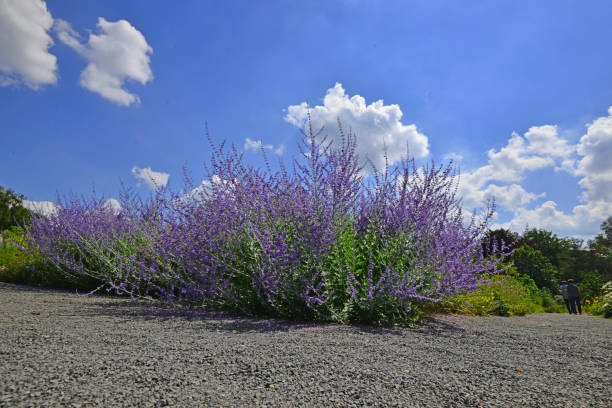 Blooming purple flower clump of Perovskia atriplicifolia stock photo