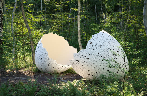 Giant egg in the forest stock photo