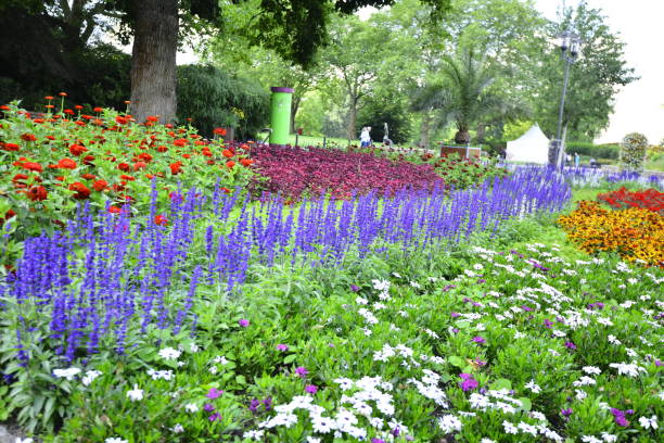 아름답고 화려한 연간 꽃밭, 그루가 파크 독일 - perennial plant 뉴스 사진 이미지