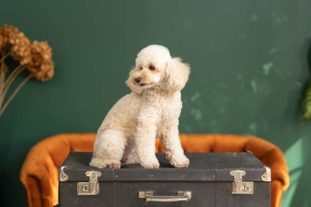 istock Toy Poodle sits on retro vintage suitcase 1448496470