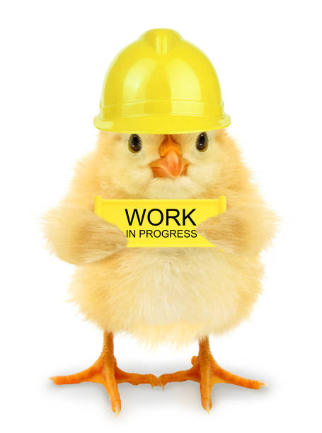 Cute chick worker with yellow Work in progress sign billboard panel outdoor under construction board isolated on white background stock photo