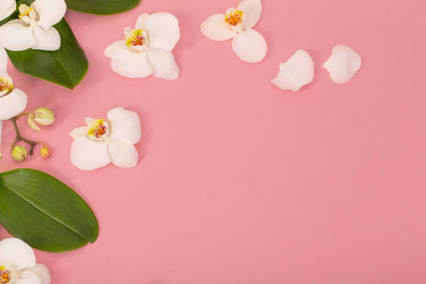 istock white orchid flowers on pink ackground 1448498979