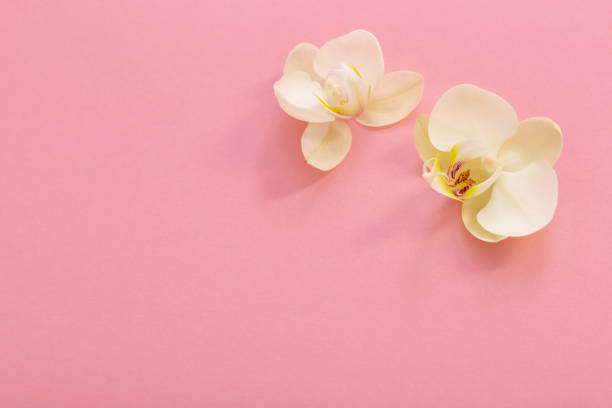 istock white orchid flowers on pink ackground 1448498994