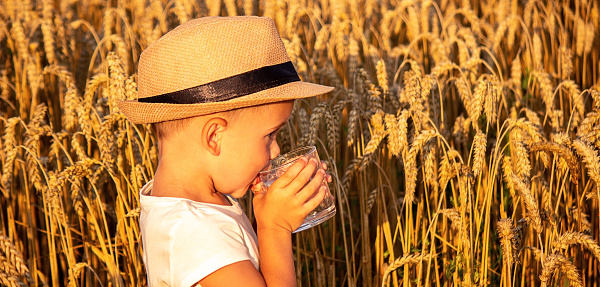 Close-up of a boy holding a glass of water and drinking it in a wheat field. selective focus