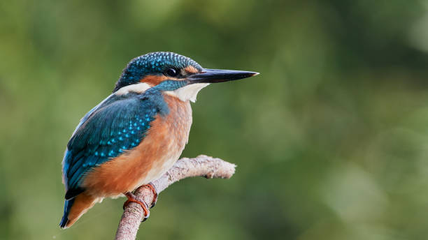 istock Common kingfisher sitting on a branch. 1448501943
