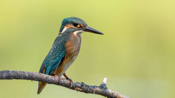 istock Common kingfisher sitting on a branch. 1448501953