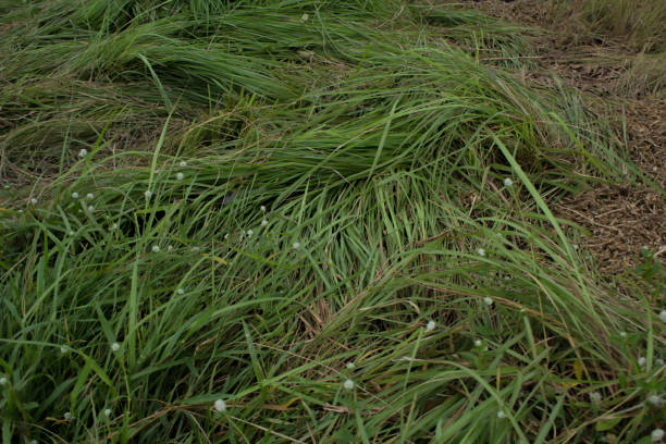 grama longa costumava ser pisoteada por pneus de caminhão - long grass uncultivated plant stage plant condition - fotografias e filmes do acervo