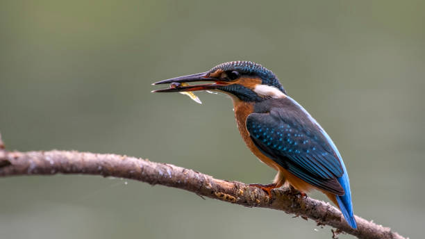 istock Common kingfisher sitting on a branch. 1448502350
