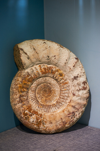 A close-up of an ancient ammonite fossil