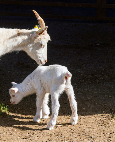 Two baby goats sharing a special moment