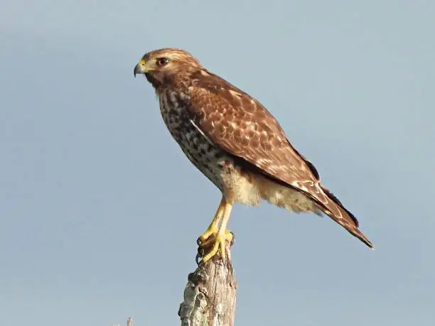 Photo of Red-shouldered Hawk (Buteo lineatus) -  perched on a snag