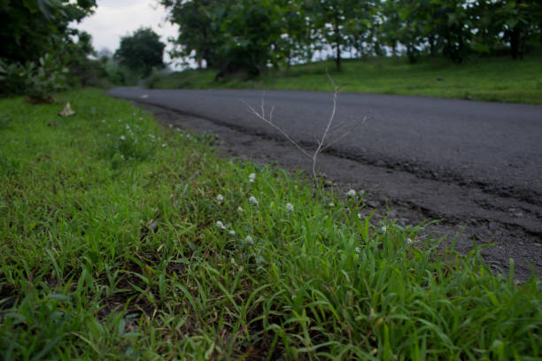 Grass grows on the side of the road but it is very fresh to grow