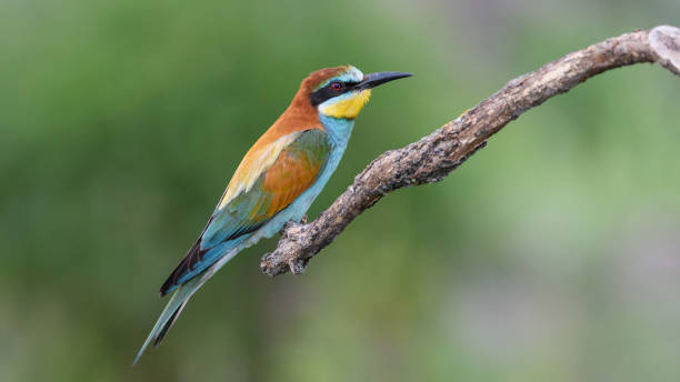 istock European Bee-eater sitting on a stick. 1448504999