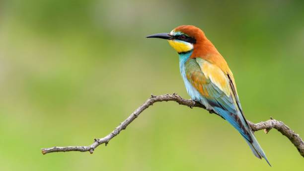 istock European Bee-eater sitting on a stick. 1448505010
