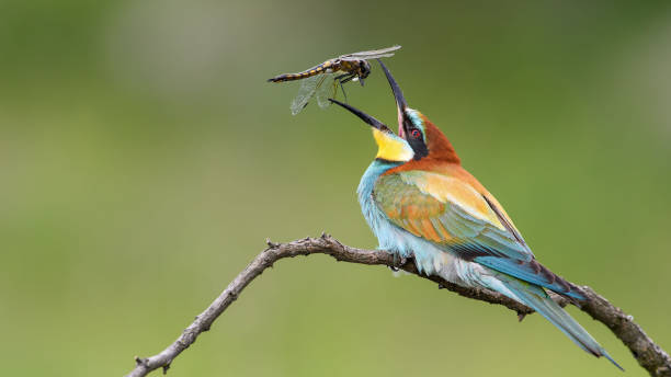 istock The bee-eater and dragonfly. The bee-eater sits on a branch and throws up a dragonfly. 1448505017