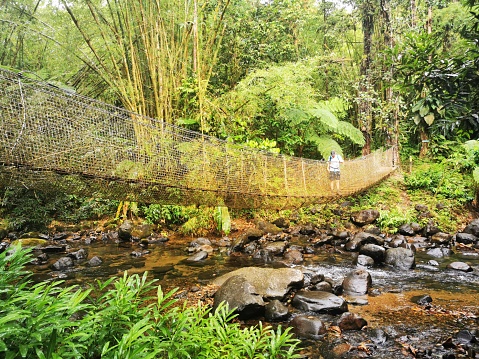 In tropical forest