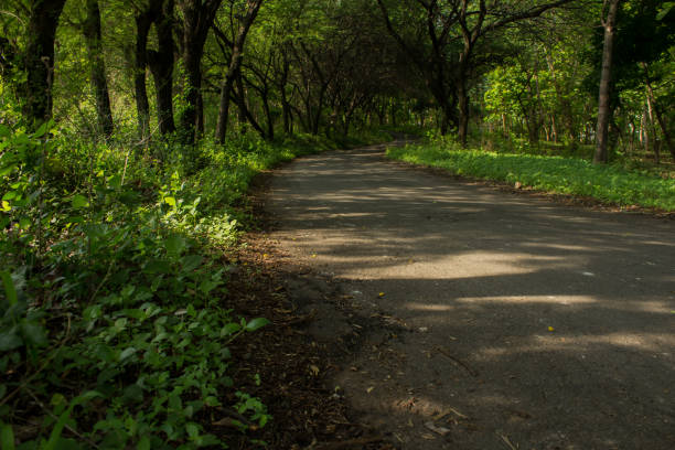 istock Road in the forest is covered with dirt 1448507688