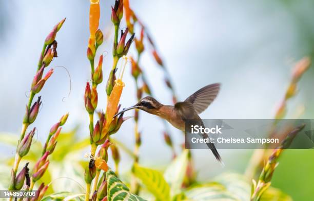 Cute Hummingbird Pollinating An Orange Tubular Flower In Bright Sunlight Stock Photo - Download Image Now