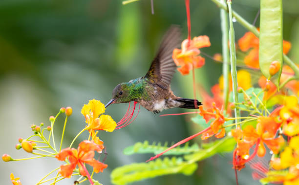 istock Young hummingbird sipping nectar from an orange flower in a tree. 1448507772