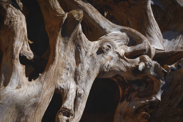 istock Background and texture of the old large dry stump with big tree roots 1448509192