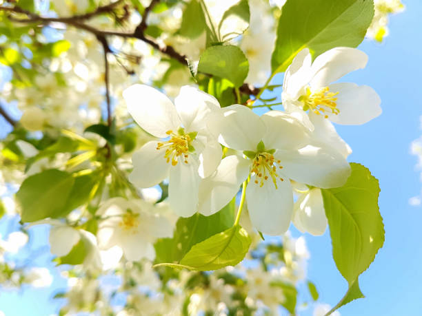 istock Abundant flowering apple tree in the spring garden. 1448509684