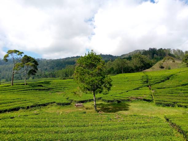 istock Tree in the middle of tea garden 1448510519