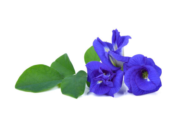 istock Butterfly pea flower isolated on white background 1448510917