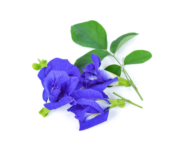 istock Butterfly pea flower on white background 1448512052