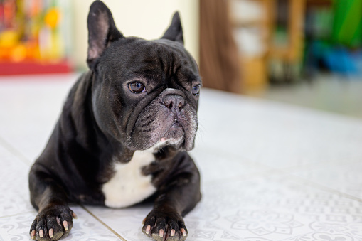 Old French Bulldog copy space