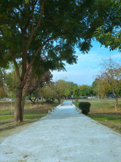 istock Old Tree on Pedestrian Pathway in Islamabad Public Park 1448515023