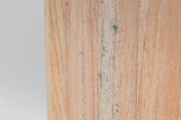 Background: light wood board with some mold spots (caused by weather and humidity) stock photo