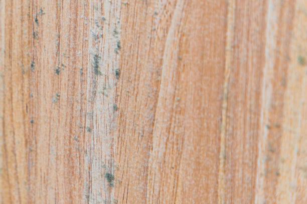 Background: light wood board with some mold spots (caused by weather and humidity) stock photo