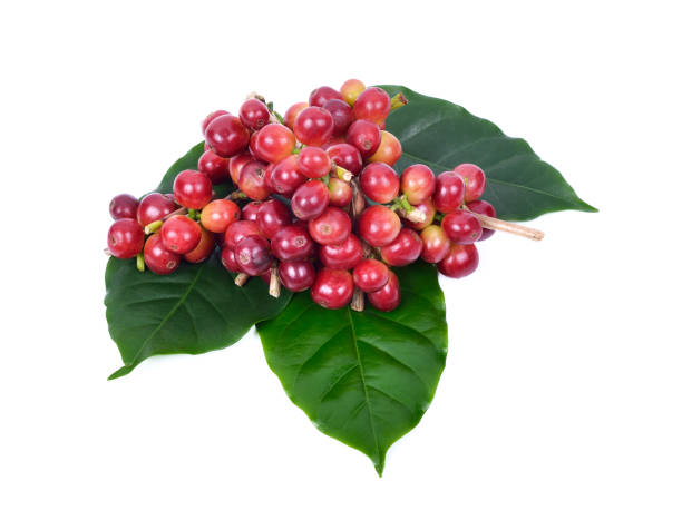istock fresh coffee beans on white background 1448515195