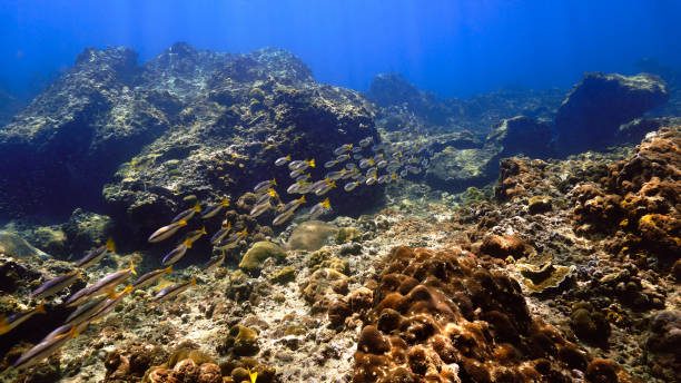 istock Train of tropical fish at a coral reef 1448516227