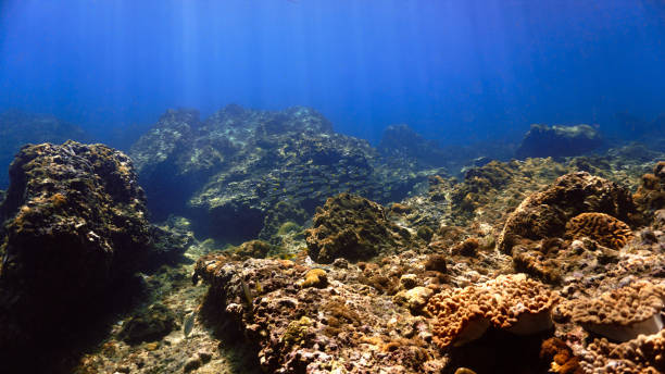 istock Train of tropical fish at a coral reef 1448516627