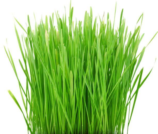 istock pet grass, cat grass on white background 1448516960