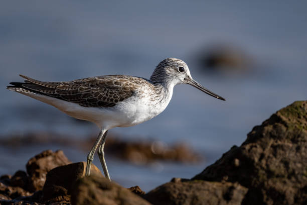 istock Common greenshank, Tringa nebularia, Morocco 1448517580
