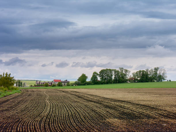 istock buckwheat plant fields landscapes 1448519649