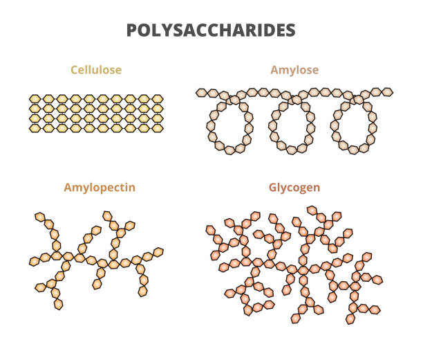 illustrations, cliparts, dessins animés et icônes de ensemble de polysaccharides – cellulose, amylose, amylopectine et glycogène. composants d’amidon amylose et amylopectine, glucides naturels. - molecule glucose chemistry biochemistry