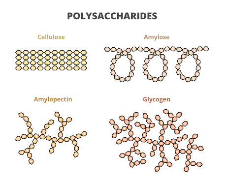 Vector biochemistry set of polysaccharides –cellulose, amylose, amylopectin, and glycogen. Starch components amylose and amylopectin, natural carbohydrates. Illustrations isolated on white background.