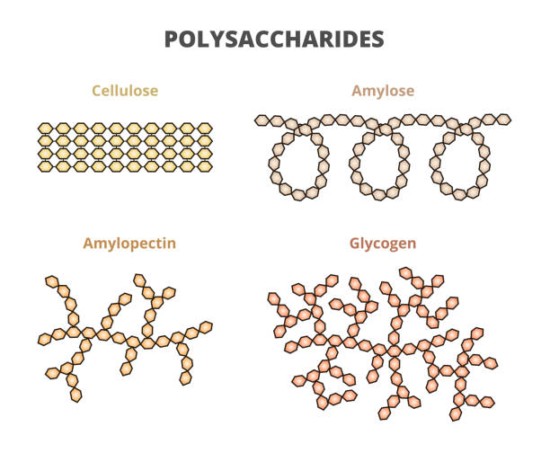 Set of polysaccharides –cellulose, amylose, amylopectin, and glycogen. Starch components amylose and amylopectin, natural carbohydrates. Vector biochemistry set of polysaccharides –cellulose, amylose, amylopectin, and glycogen. Starch components amylose and amylopectin, natural carbohydrates. Illustrations isolated on white background. glycogen stock illustrations