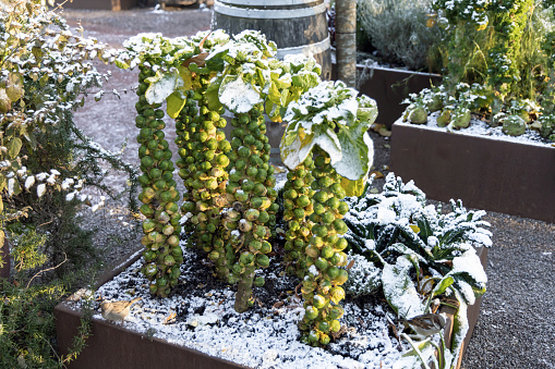 Brussels sprouts under the snow. Winter garden under the first snow.