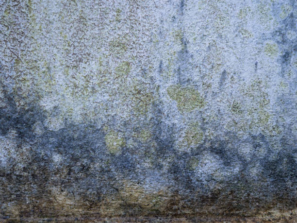 fundo de textura mofada da parede de pedra azul do cimento - gray mold - fotografias e filmes do acervo
