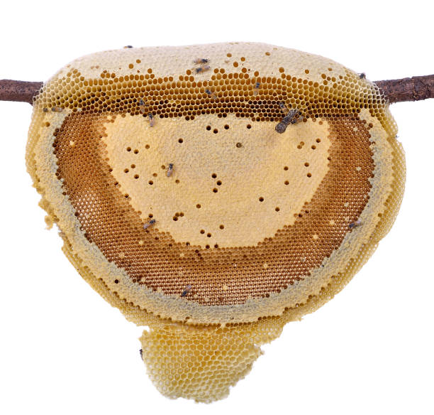 istock honeycomb isolated on white background 1448522978
