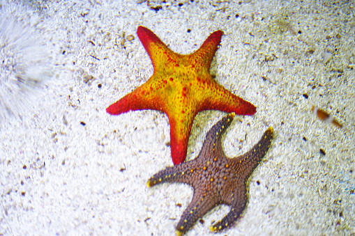Red cushion sea star or West Indian sea star (Oreaster reticulatus) undersea, Atlantic Ocean, Cuba, Varadero