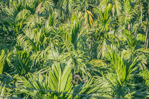 Close up coconut palm trees