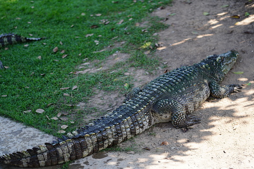 Large Crocodiles in garden