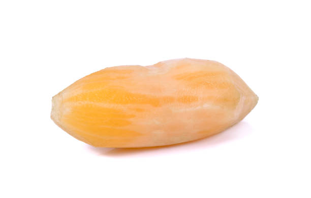 Smallanthus sonchifolius (yacon) isolated on white background.