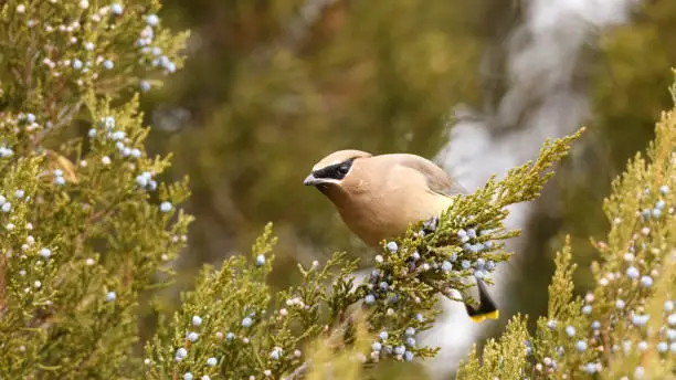 Photo of The cedar waxwing (Bombycilla cedrorum)