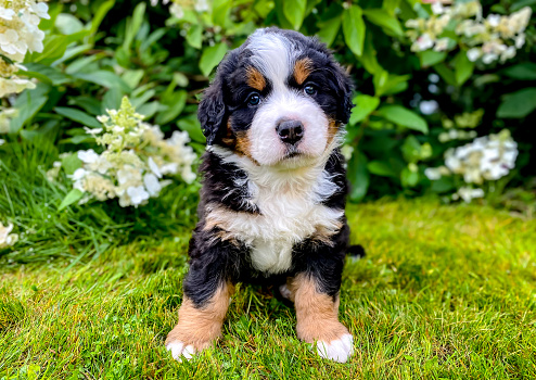 Puppy of popular dog -  Bernese Mountain dog sitting on the grass in the garden with flowers.